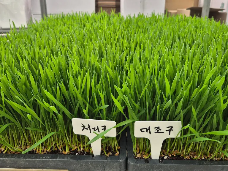 처리구·대조구 나란히 비교