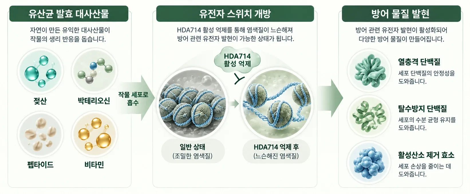 고온에 대비하는 작물의 방어 준비 — 유산균 발효 대사산물(젖산·박테리오신·펩타이드·비타민)이 작물 세포로 흡수되고, HDA714 활성 억제로 조밀한 염색질이 느슨해져 방어 관련 유전자 발현이 가능해지며, 열충격 단백질·탈수방지 단백질·활성산소 제거 효소 같은 방어 물질이 만들어지는 과정 (임시 이미지)