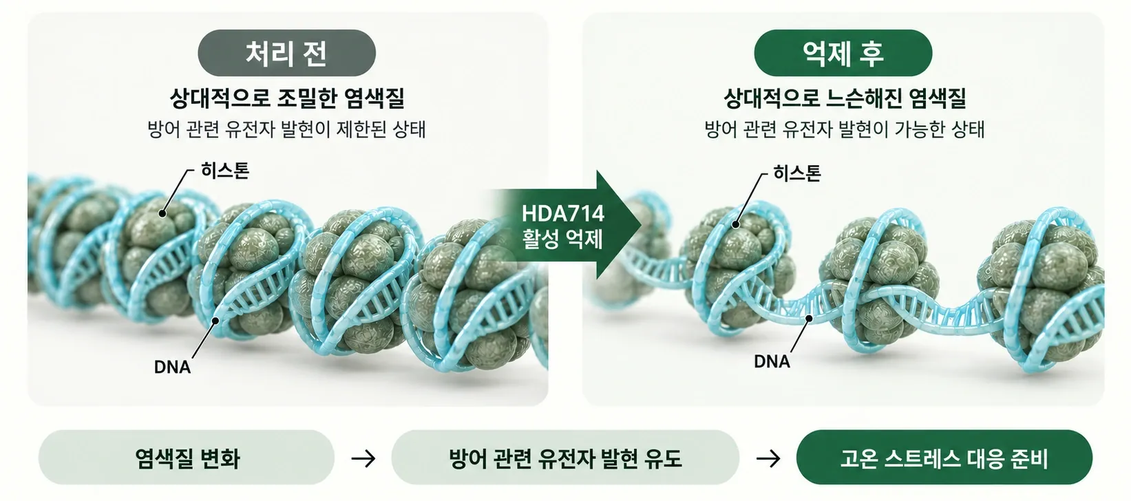 작물의 방어 준비, 유전자에서 시작됩니다 — 처리 전 상대적으로 조밀한 염색질(방어 관련 유전자 발현이 제한된 상태)에서 HDA714 활성 억제 후 상대적으로 느슨해진 염색질(발현이 가능한 상태)로 바뀌고, 염색질 변화 → 방어 관련 유전자 발현 유도 → 고온 스트레스 대응 준비로 이어짐 (임시 이미지)